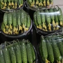 大量有货旱黄瓜