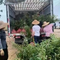木荷树苗，20-150厘米，大量上市