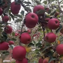 云南昭通糖心丑苹果
