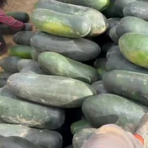 黑皮地冬瓜