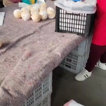 秋月梨继续加工，糖度，口感，化渣杠杠的！