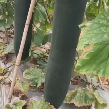 冬瓜
