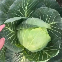 盐城千亩甘蓝