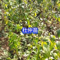 杜仲大量上市