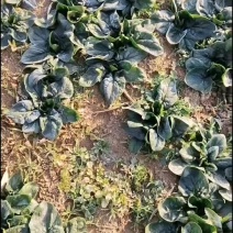 兴平趴地菠菜大量出售需要联系***********