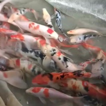 锦鲤