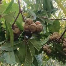 野生风流果，大量有货，供应电商超市地摊