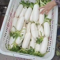 正宗武汉高山精品水洗白萝卜