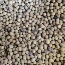东北大豆苏北大豆大白皮高蛋白出浆高做豆腐豆制品等