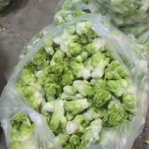 湖北荆州儿菜大量上市