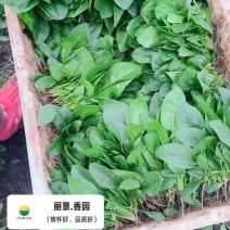 菠菜不打烊