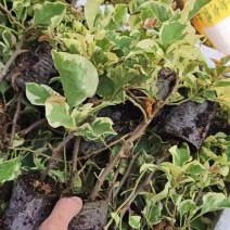 三角梅小苗阿朱娜丽人橙粉公主马斯小班叶丽人基地