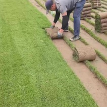 台湾草卷