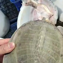 青背甲鱼青甲鱼青背外观独特，脊背泛着青幽光泽。肉质鲜嫩，