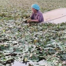 菱角批发
