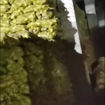 芥菜疙瘩