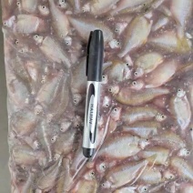 冻板鳑鲏鱼