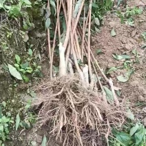 正宗六马蜂糖李苗清脆李苗