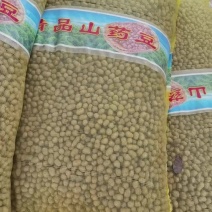 白玉山药豆7500斤