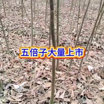 五倍子大量上市中
