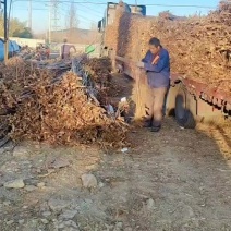 香椿树苗