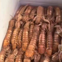 皮皮虾、满肉、一级货