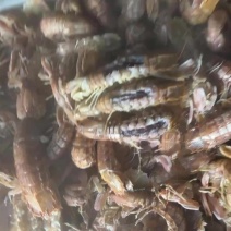 皮皮虾、通货，一点也不咸