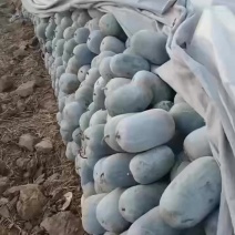 短型水果冬瓜