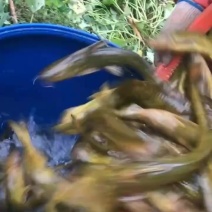 牛尾巴