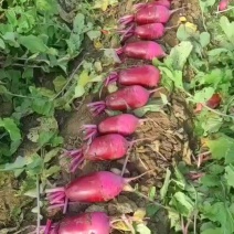 彩霞冰淇淋水果萝卜