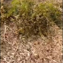 榆树苗，绿化苗，工程苗，金蝉转用苗
