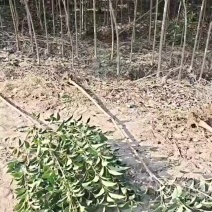陕西大叶女贞2厘米