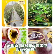 金都3号百香果苗