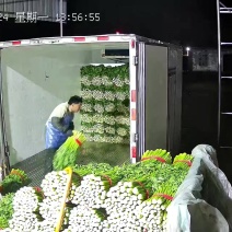 河北精品芹菜产地直发一手货源保质保量欢迎新老客电话联系