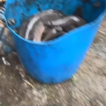 八胡鲇鱼