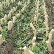 萝卜