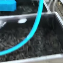 地标认证大连海参，有溯源，手续齐全，电商对接此款，
