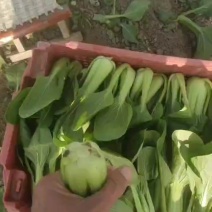 通货上海青