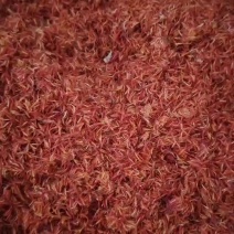 新疆红花