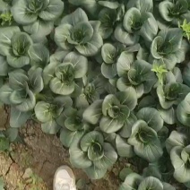 太湖菜