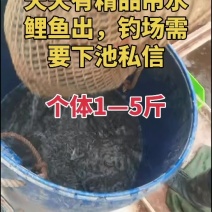 精品吊水鲤鱼