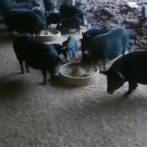 跑山猪和香猪
