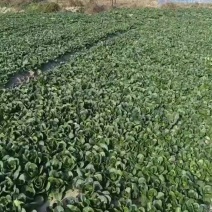 上海霜打矮脚青