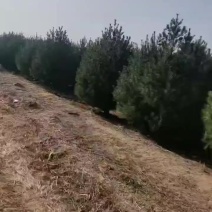 基地大量出售高度4米白皮松