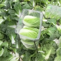 湖北沙洋大白菜，现摘现发，长期供应，无虫眼，无黄叶，全国发货