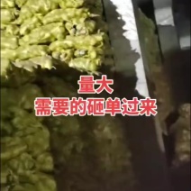 芥菜疙瘩