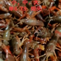 小龙虾，小青（全规格都有）
