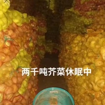 芥菜疙瘩