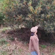 23公分桂花树