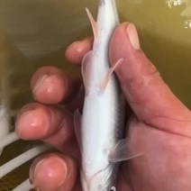 青斑公鱼